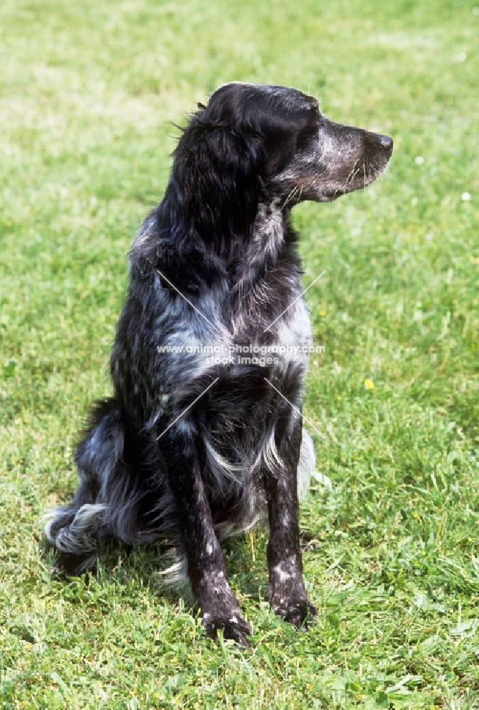 cacya du clos moise, blue picardy spaniel