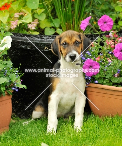young old English type foxhound