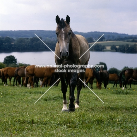 trakehner mare with group at trakehner gestüt rantzau