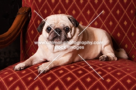 Pug lying on chair