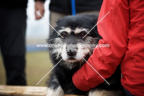 old mongrel dog resting on its owner's arms