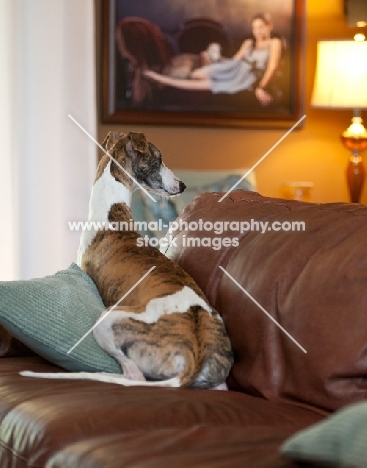 dog at home on cosy sofa