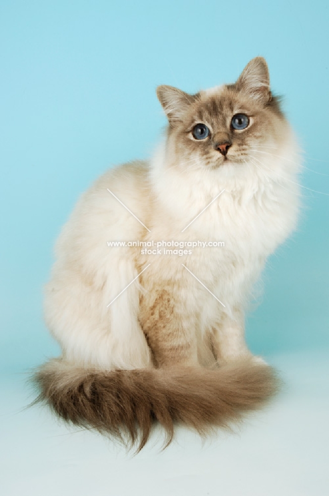 blue point birman cat sitting on blue background