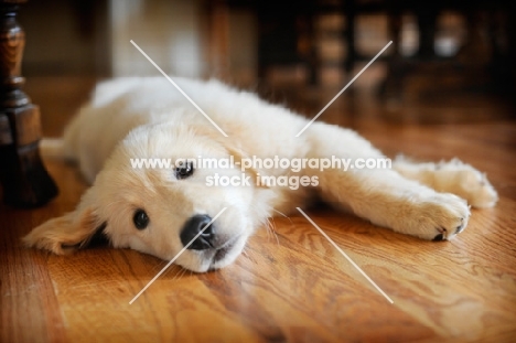 11 week old Golden Retriever puppy