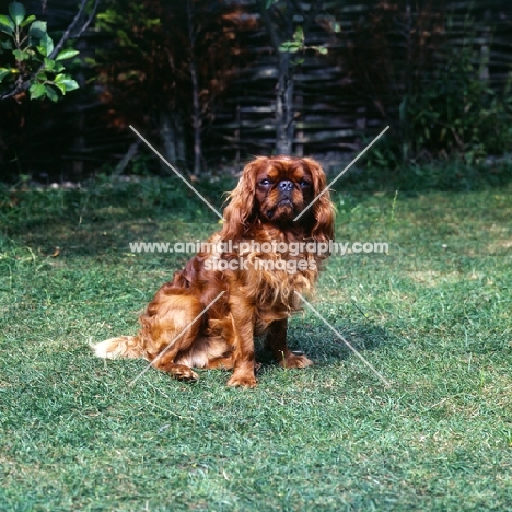 king charles spaniel looking at camera