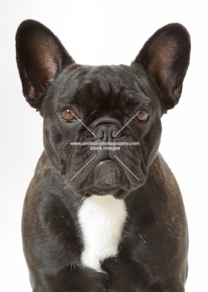 Brindle French Bulldog, Australian Champion, portrait