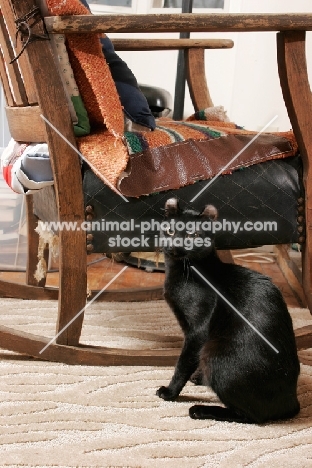 black American Curl near chair