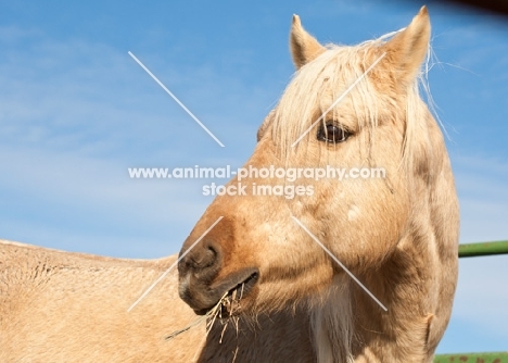 Morgan Horse eating hay