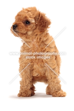 apricot toy Poodle puppy