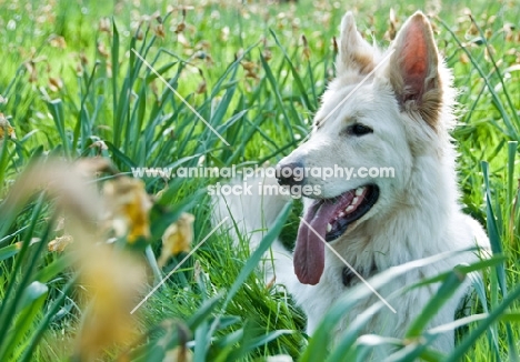 White German Shepherd Dog lying down