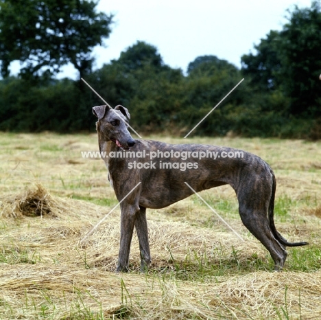 ch shalfleet starlight, show greyhound standing in a field of cut hay 