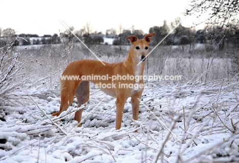 greyhound ex-racer, wilcox sunrise in snow looking at camera, merrow, all photographer's profit from this image go to greyhound charities and rescue organisations