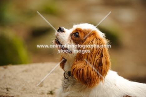 Headshot of Cavalier King Charles Spaniel.