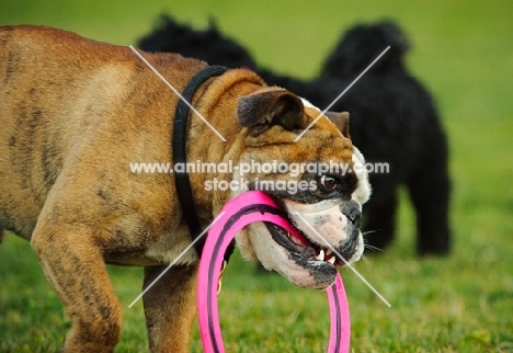 Bulldog with ring frisbee