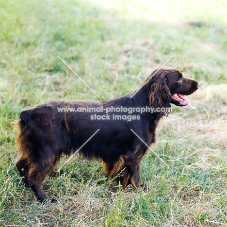 field spaniel standing on grass