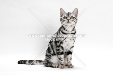 American Shorthair, sitting on white background