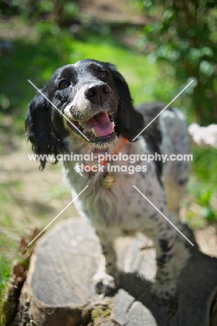 English Springer Spaniel balancing on a log