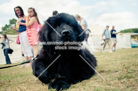 black Newfoundland puppy