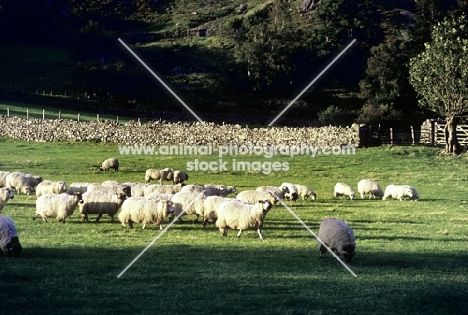 flock of sheep in the lake district