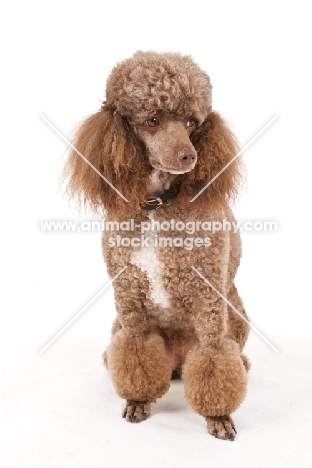 Toy Poodle on white background