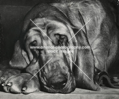 tired Bloodhound