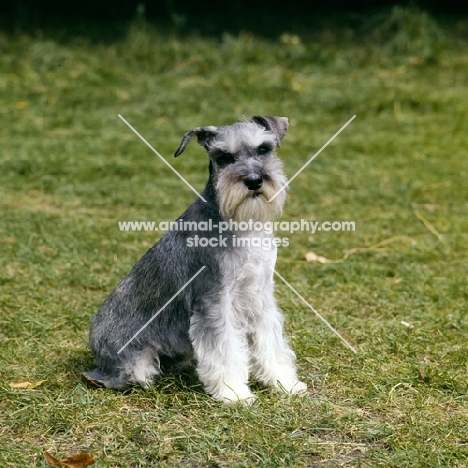 miniature schnauzer with one flying ear