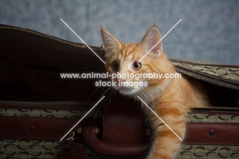 red blotched norwegian forest cat coming out of a suitcase