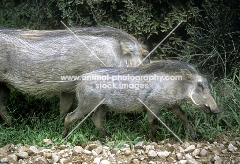 warthogs in addo elephant park, south africa