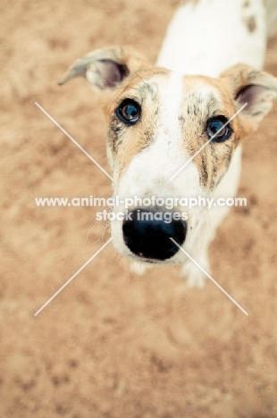 cute Lurcher