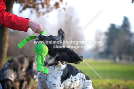 black and white english springer spaniel playing tug of war with owner