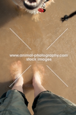 dog standing in sea with owner