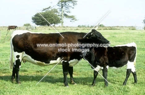 gloucester cow with calf at cotswold farm park