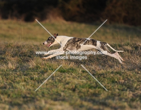 slender dog running in field