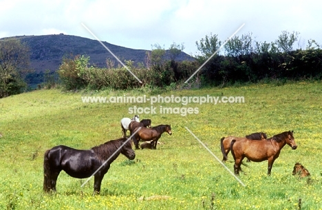 dartmoor ponies in a field at widecombe in the moor