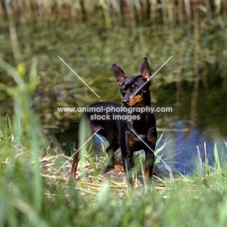 english toy terrier standing by water
