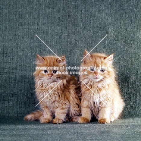 two red tabby long hair kittens