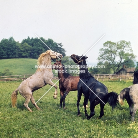 Lipizzaner and austrian half bred colts in play fight at summer pasture at stubalm, piber