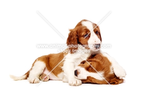 Welsh Springer Spaniel