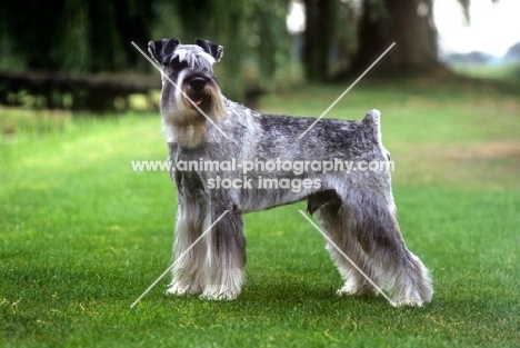 standard schnauzer, Champion Siddleys Dutch Bargemaster,  Hattrell- Brown