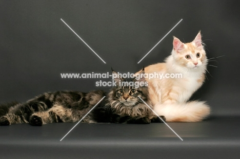 brown tabby Maine Coon cat with a red silver tabby & white Maine Coon