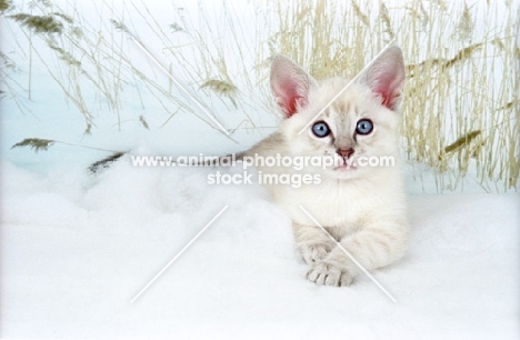 Snowshoe kitten lying down on snow