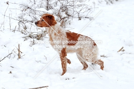 Brittany walking in snow