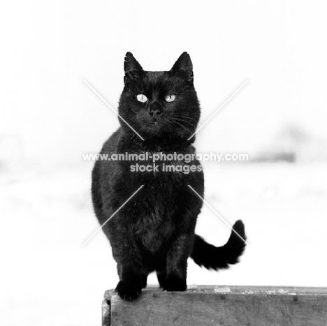 black  cat