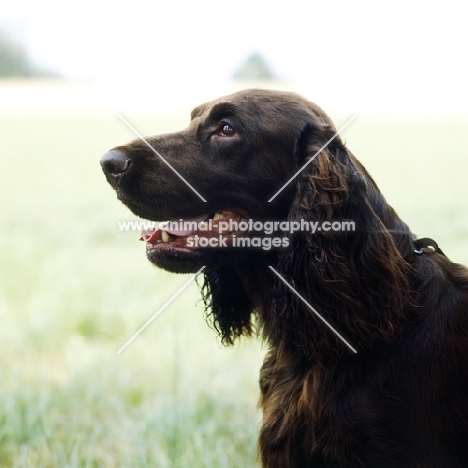 champion field spaniel head portrait