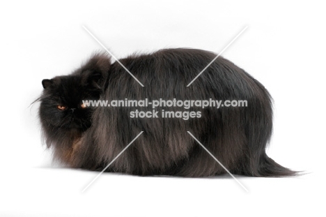 female black persian cat, looking back