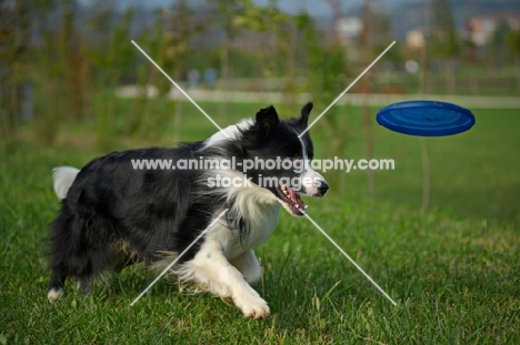black and white border collie running to catch frisbee