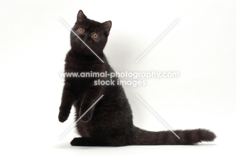 black Exotic Shorthair, front legs in the air 