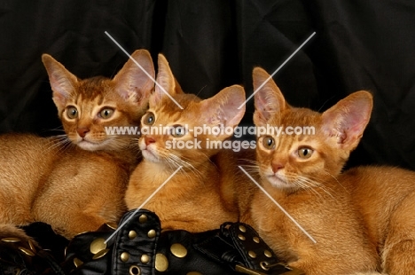 three chocolate abyssinian kittens