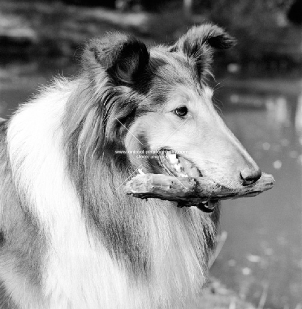 champion rough collie holding a stick, ch lovely lady of glenmist