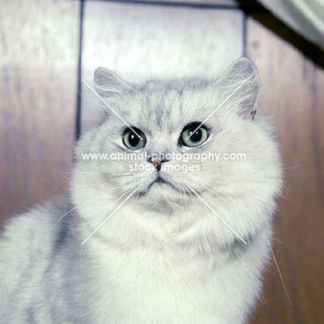 gr ch kitza's silverlove of summerset, shaded silver long hair cat in usa